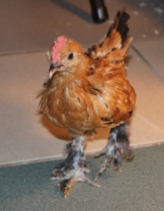 Benny Rooster