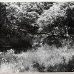 80KrivanecRoad-6-sm (A Willington Safari)